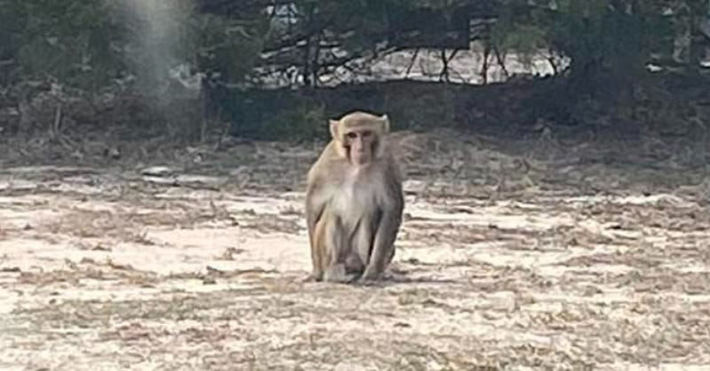 Escaped monkey
