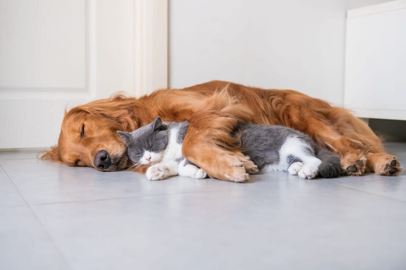 Pets Generic