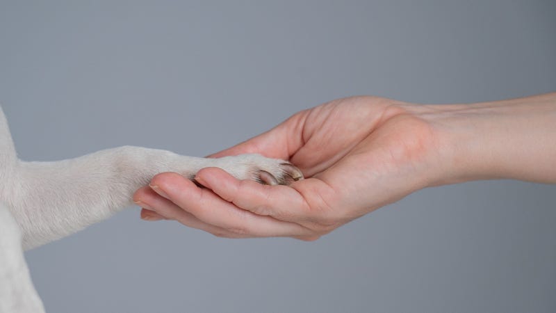 AAA Central Penn partnered with two non-profits to provide support for veterans’ emotional support animals as well as to provide cost-free communication services to military and vets.