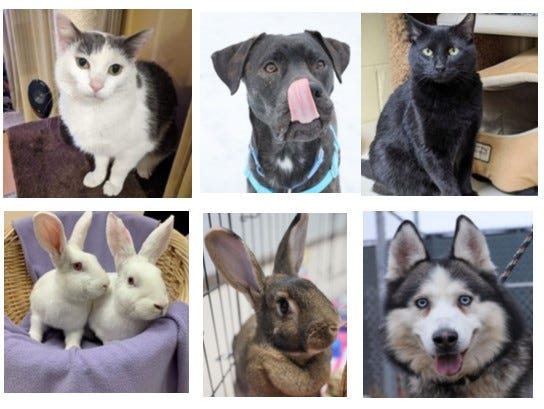 Pets DuPage County Shelter Valentine's Day
