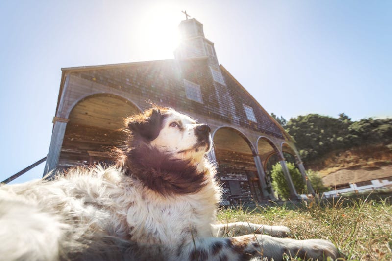 Pets blessed at church