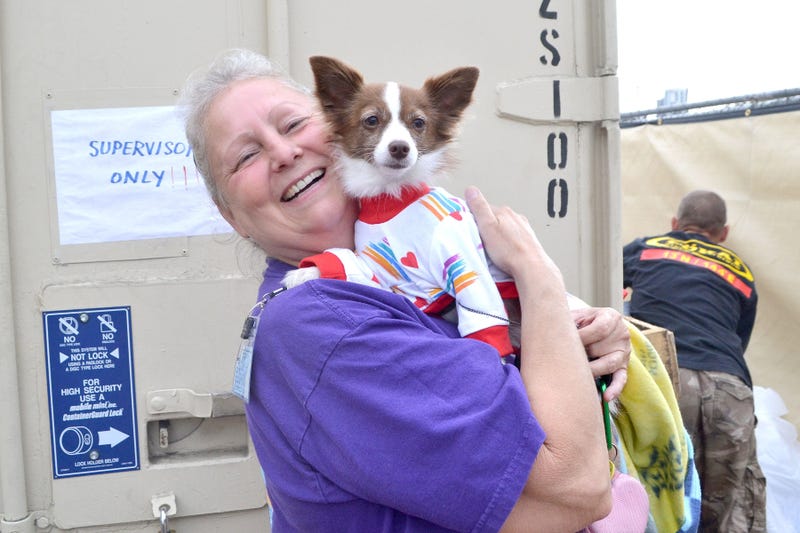 Pets Sweaters Homeless