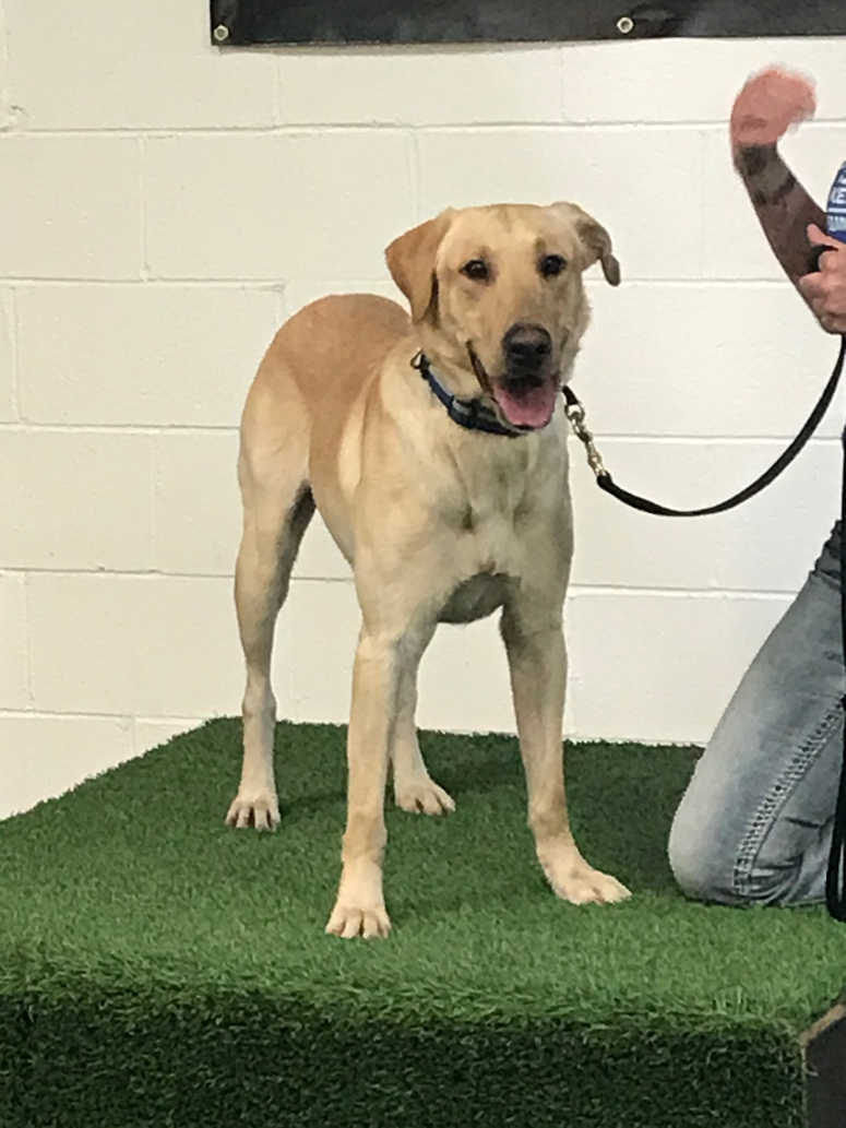 The Greenville County Sheriffs Office welcomes 2 year old Lab K9 Arson Specialist