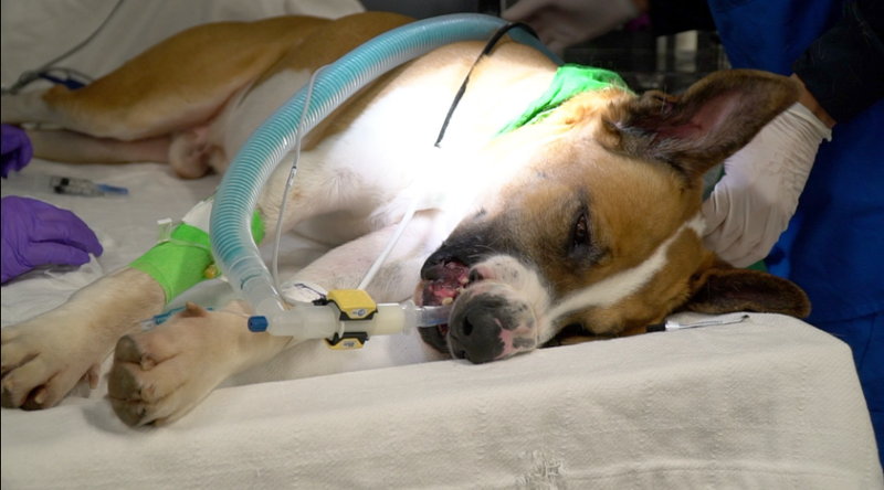 Phoenix being treated with Vincristine chemotherapy. 