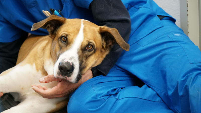 The San Diego Humane Society's medical team celebrated the one-year cancer-free anniversary on April 1, 2022 of a former stray dog  named Phoenix with a ``pawty.''