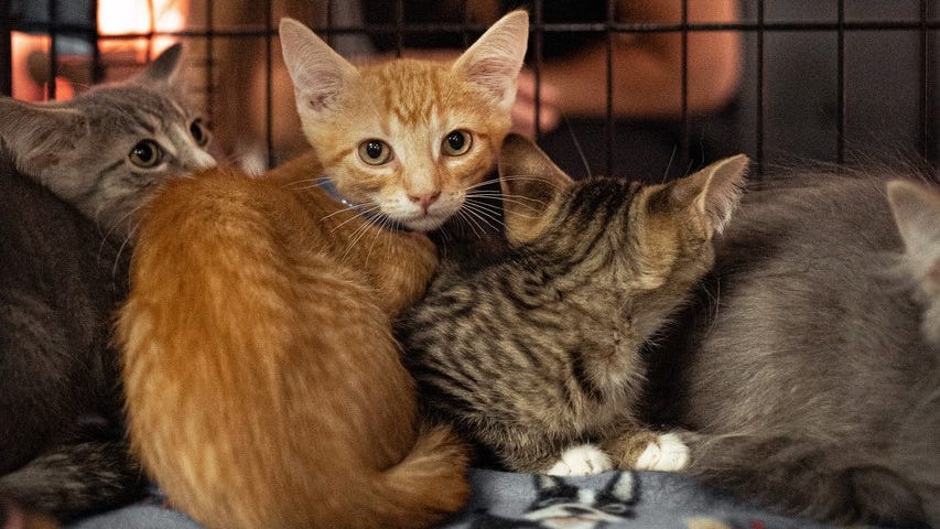 Thousands of dogs, cats, and wild animals find loving home at South Elgin's Anderson Humane
