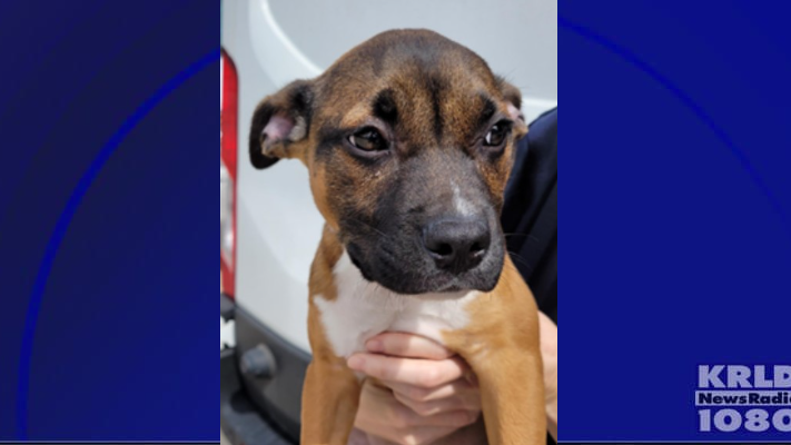 Dallas police searching for suspect who abandoned puppy