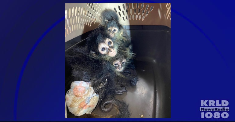 Spider Monkeys