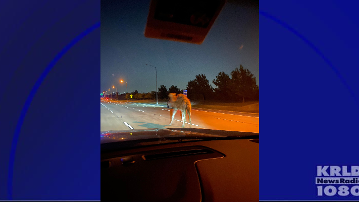 Drivers encounter livestock along Chisholm Trail Parkway
