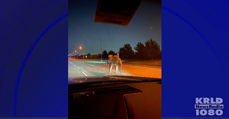Drivers encounter livestock along Chisholm Trail Parkway