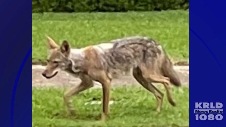 Dallas toddler critically injured in coyote attack