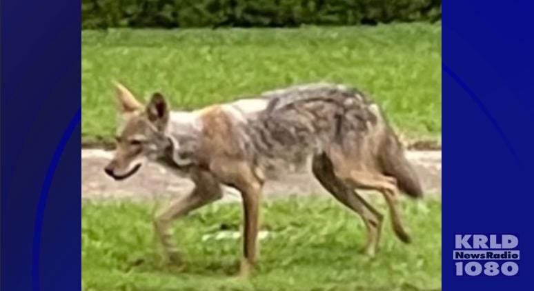 Coyote