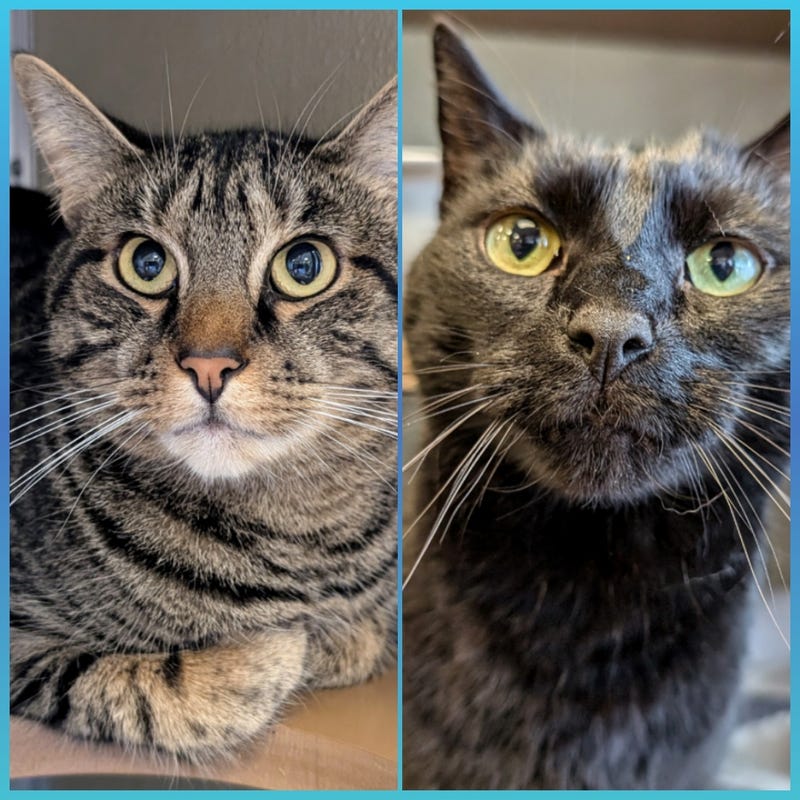 ADOPT 2 ADOPT