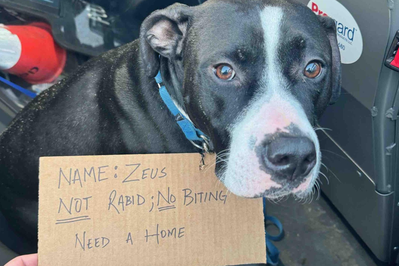 A dog was found tied to a pole on Feb. 15, 2024.