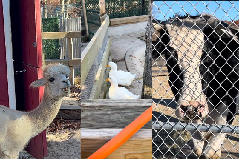 Animals at the Holtsville Ecology Center, including llamas, ducks, and cows.