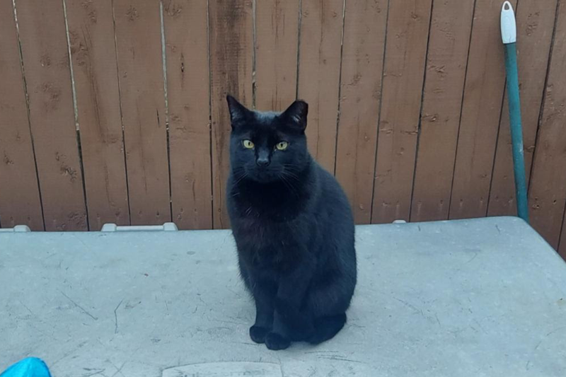 Black cat
