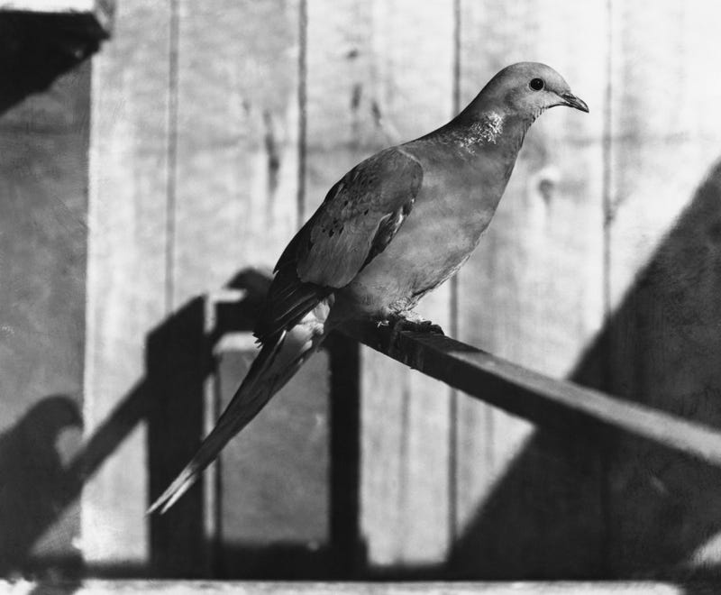 passenger pigeon