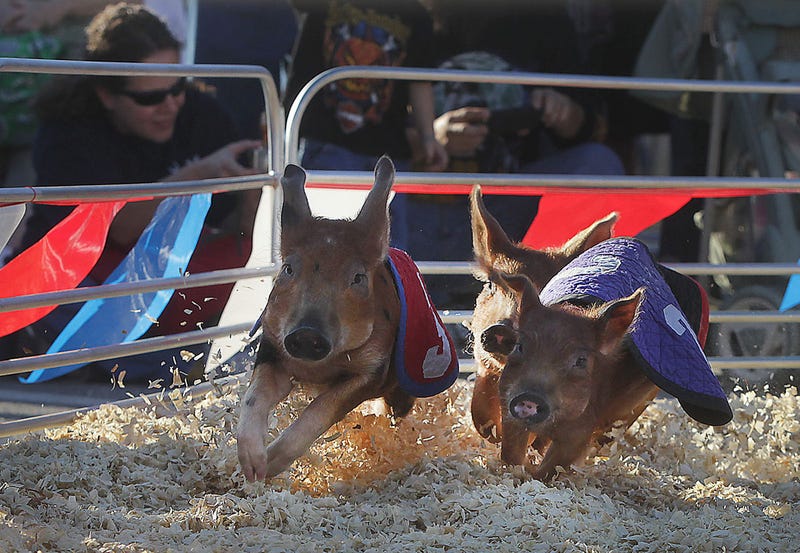The Swifty Swine Racing Pigs turn the corner during the race to get to the Oreo cookie reward. Animal attractions are a big draw for fair goers at the SC State Fair in Columbia, South Carolina. (Photo by Kim Kim Foster-Tobin/The State/MCT/Sipa USA)