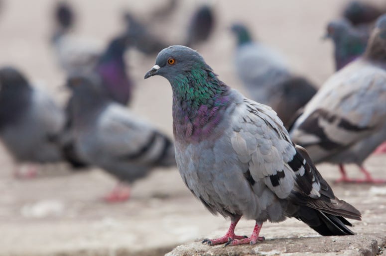 Pigeon