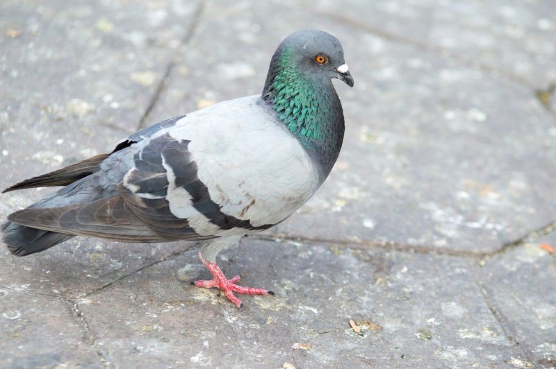 pigeon