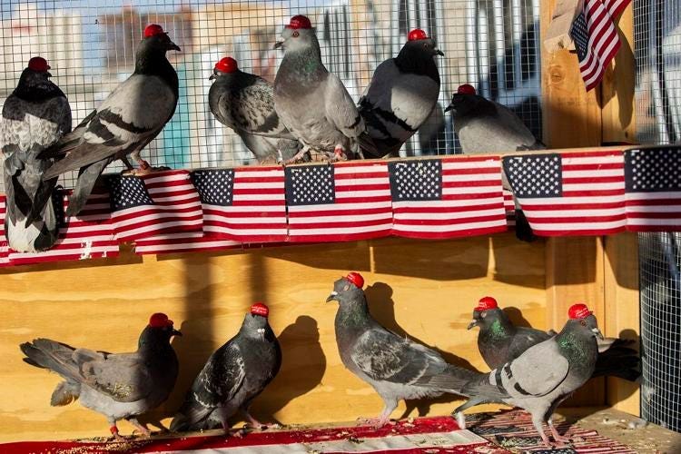 Pigeons wearing MAGA hats