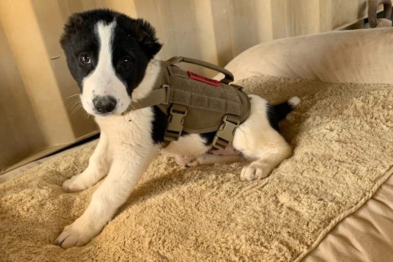 Piggy the war pup