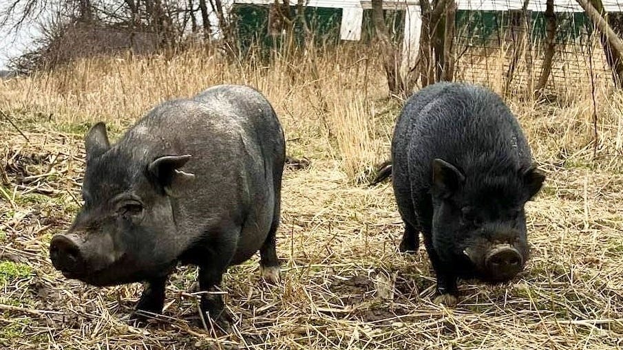Two potbellied pigs caught after roaming around Grundy County for nearly a month