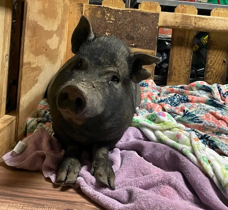 pigs