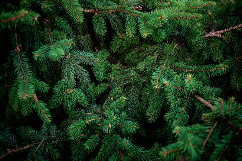 tree
