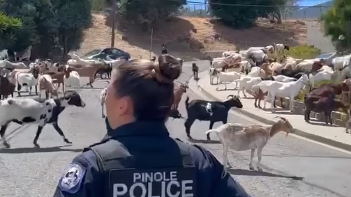 Escaped goats take over neighborhood in Bay Area