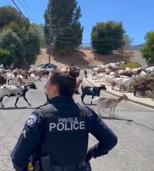 Goats