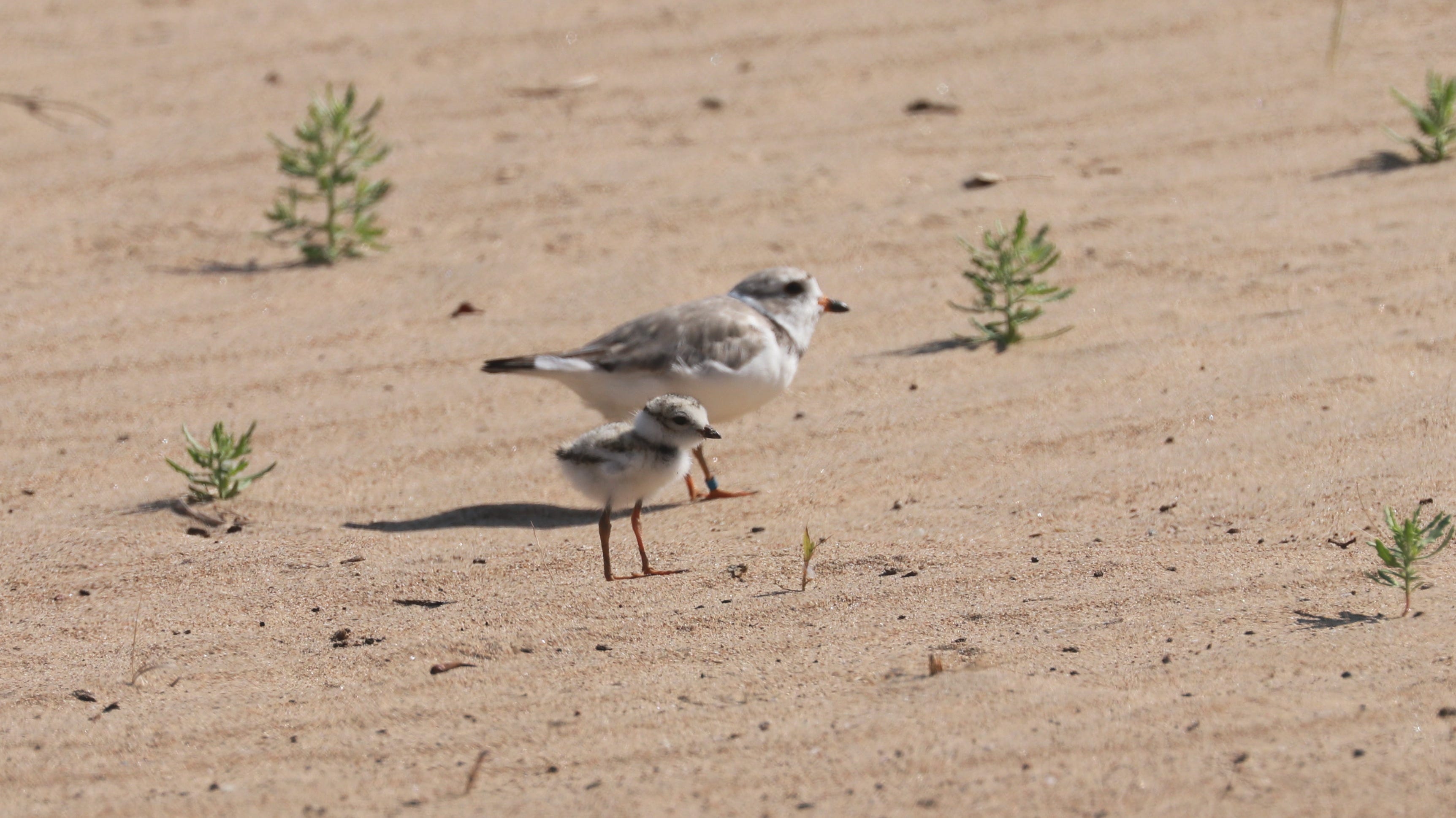 Volunteers to spruce up Montrose Beach for piping plovers