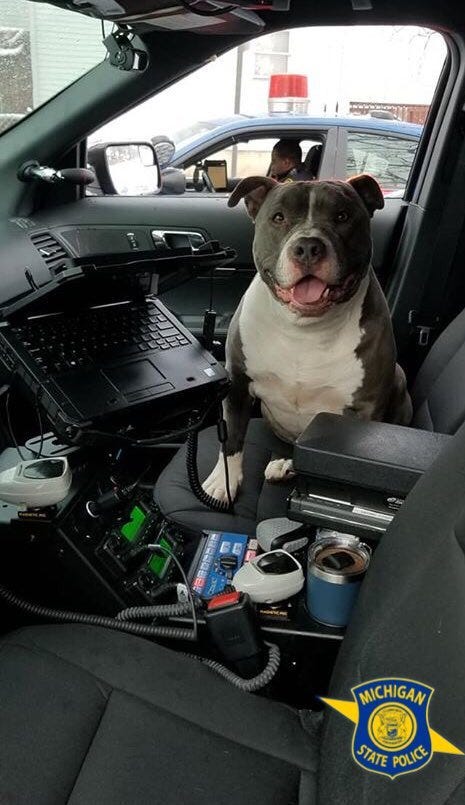 state police dog
