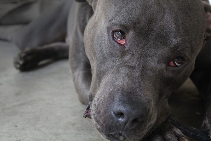 pitbull