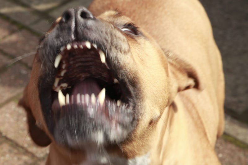 angry pitbull
