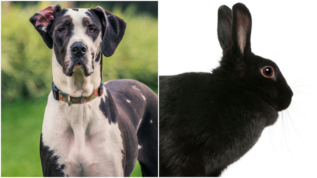 WATCH: 100-pound Great Dane trembles with fear at the sight of a bunny
