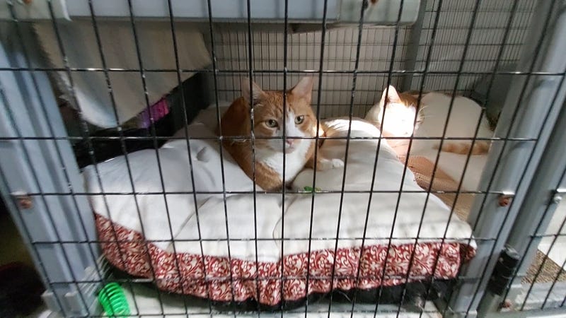 Adoptable kitties at Puppy Kitty NYC in Middle Village, NY