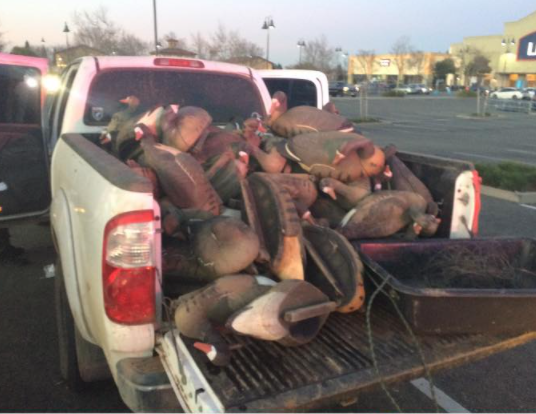 The stolen duck decoys and hunting equipment recovered by deputies in the back of a pick up truck. 