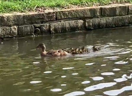 Ducklings saved