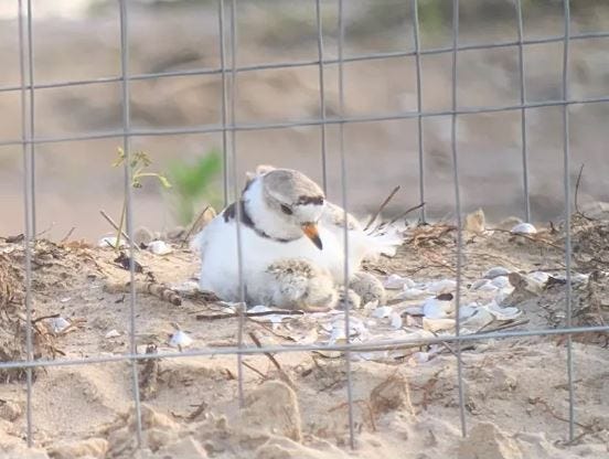 Searocket watching piping plover chicks