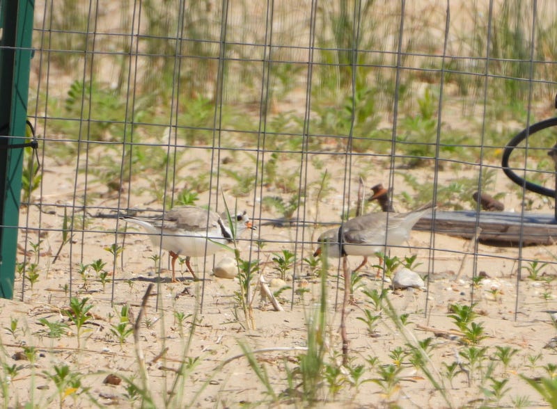 Chicago Piping Plovers