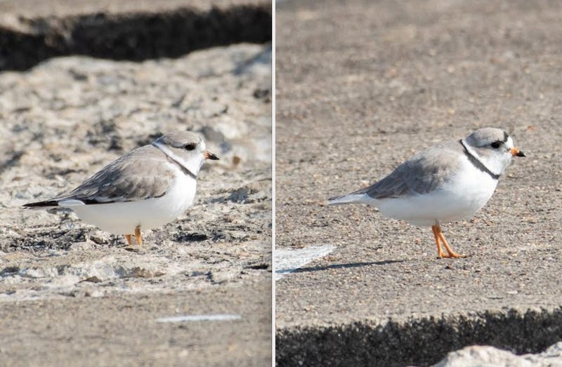 2 new piping plovers