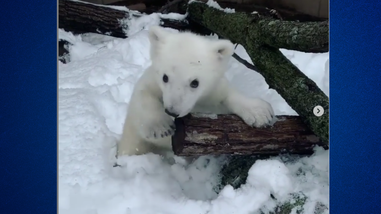WATCH: Adorable baby polar bear takes first romp in the snow