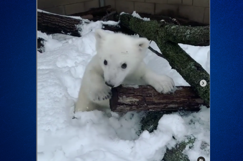 A polar bear cub plays in the snow