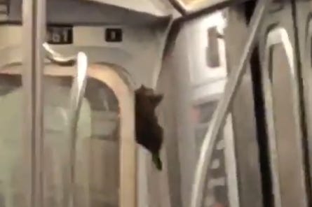 A rat sliding down a pole in a New York subway car