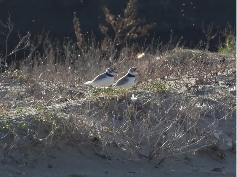 Piping Plovers