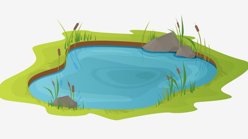 Picturesque water pond with reeds
