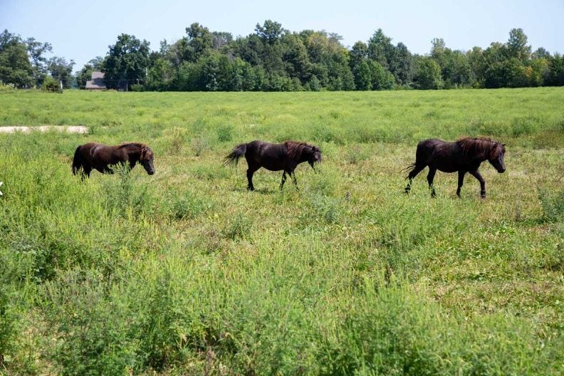 rescued ponies