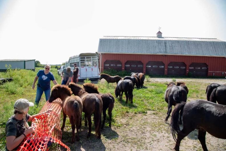 Ponies rescued