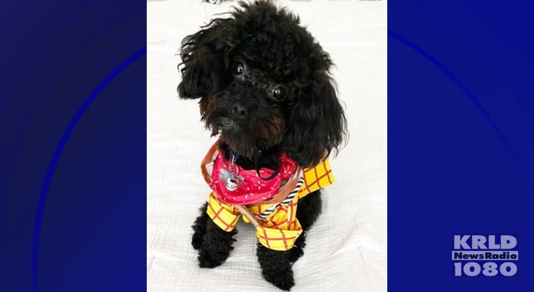 Emotional Support Poodle Oliver